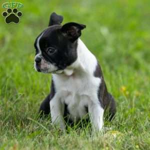 Kylie, Boston Terrier Puppy